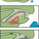 Limpets, like regular snails in this diagram, have a radula (marked with “r”), a tongue-like thing lined with tiny teeth that they use to scrape loose algae.